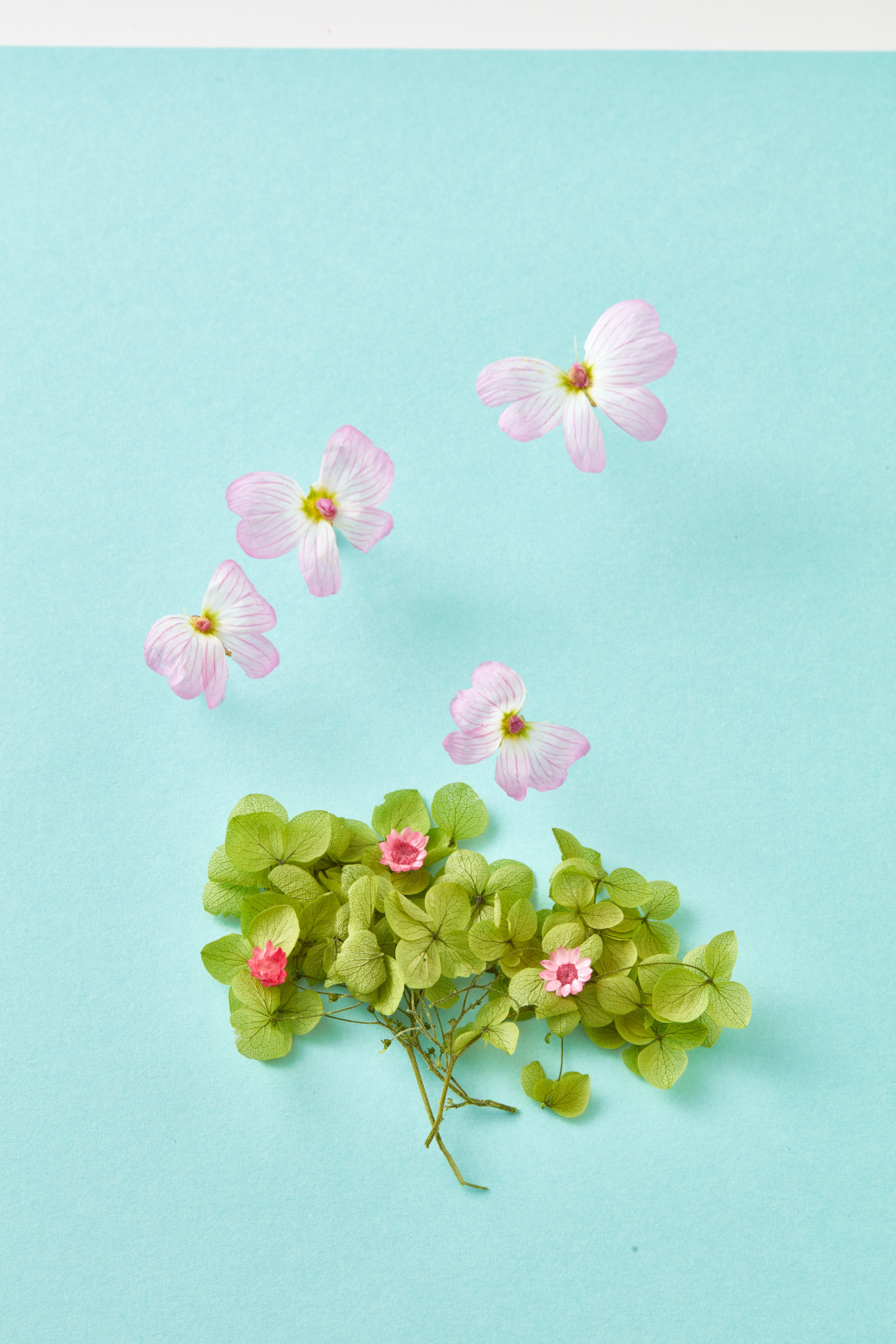 親子でできる自由研究 思わず童心にかえっちゃう 草花あそび コラム ライフ ピープル Mart マート 公式サイト 光文社