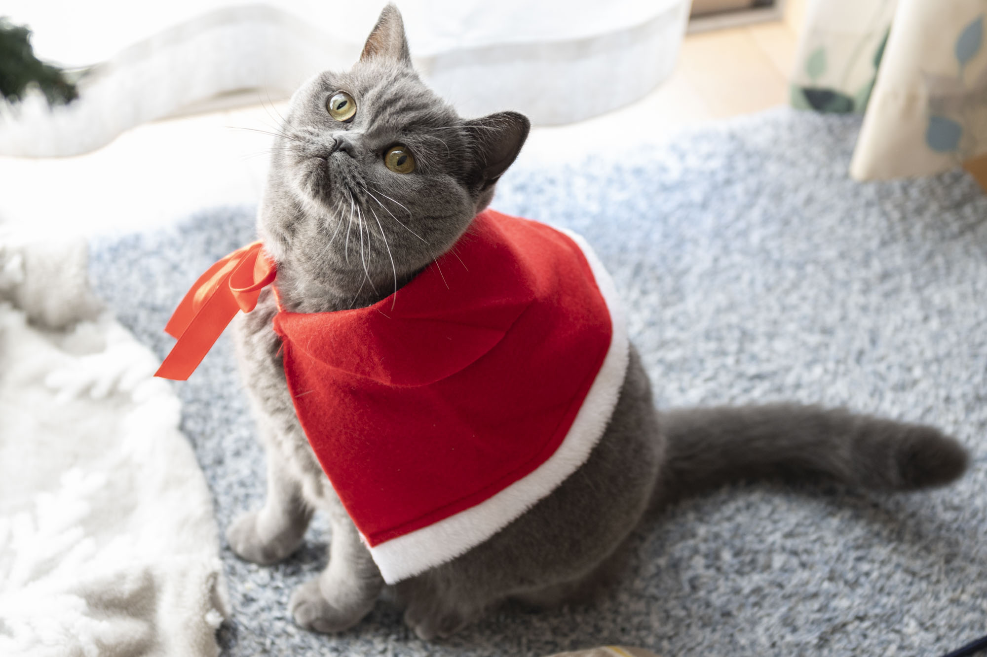 キャンドゥのペット用クリスマスコスチュームをつける猫