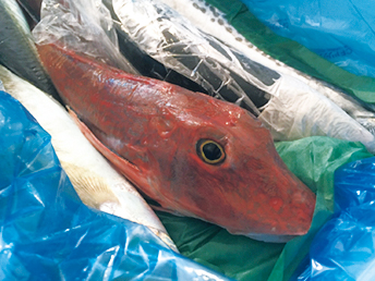 高知県黒潮市のふるさと納税返礼品 漁師のおまかせ鮮魚セット