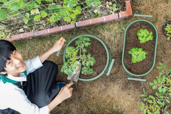 最年少野菜ソムリエプロの緒方湊君が、自宅の庭で野菜を植えているシーン。
