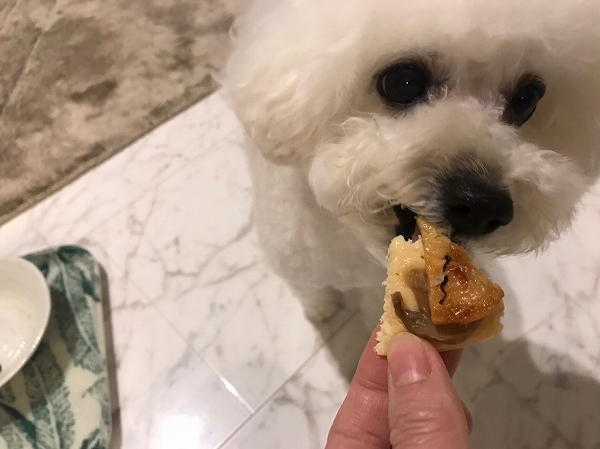 犬がピザを食べる様子