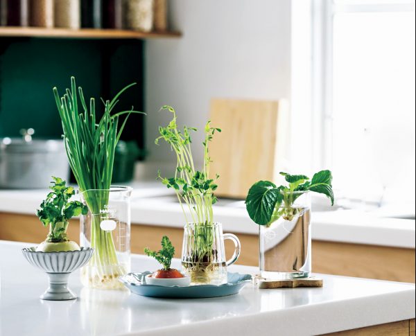 ガラスの器やおしゃれな器を並べて再生野菜を育てている様子。