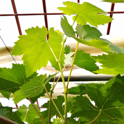 島根県特産のブドウ品種「神紅」の脇芽「副梢」の写真
