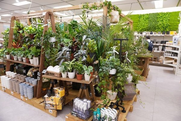 本物の観葉植物の取り扱いも