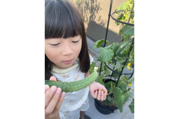 米澤可奈子さんファミリー家庭菜園きゅうりの収穫