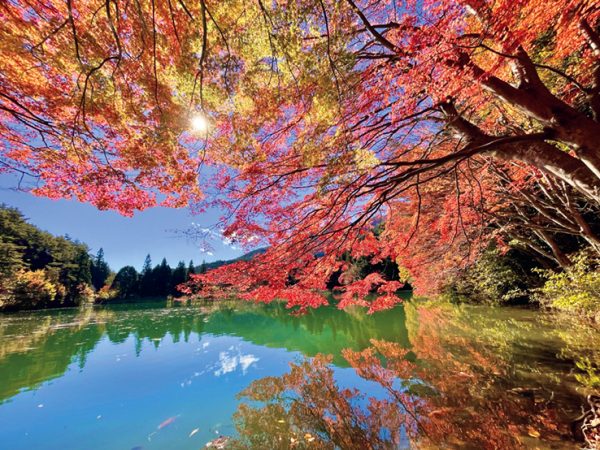 紅葉が美しい池