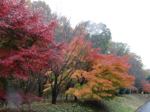 秋は紅葉が美しいみのりの森