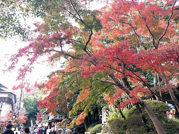 深大寺の参道を彩る紅葉