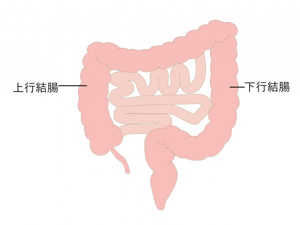 上行結腸・下行結腸のイラスト