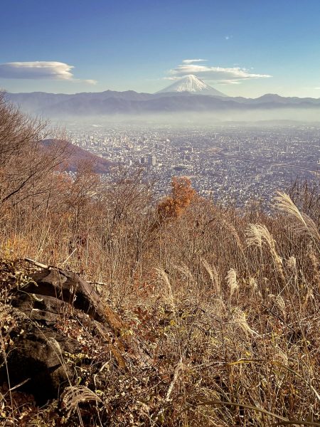 山梨のすすき