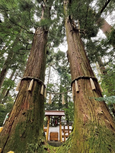 高千穂神社の立派な夫婦杉