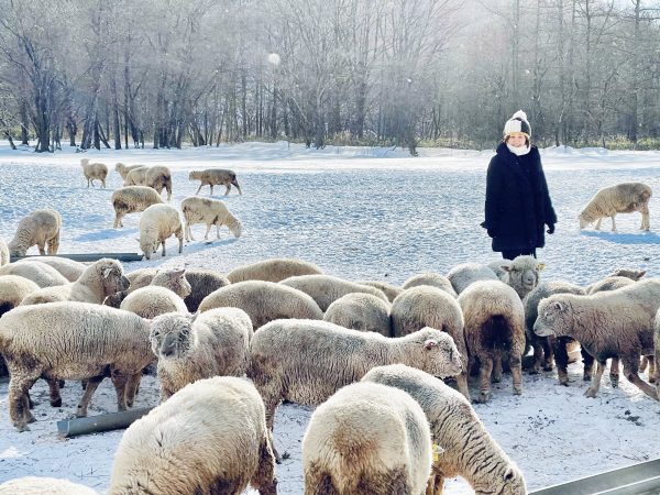 北海道「ヨークシャーファーム」の羊追い体験