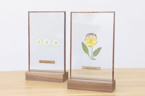 はいいろオオカミ＋花屋 西別府商店のお花を綴じた「ガラス標本」は