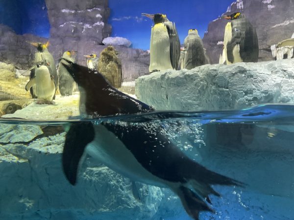大阪観光スポット　海遊館　ペンギン