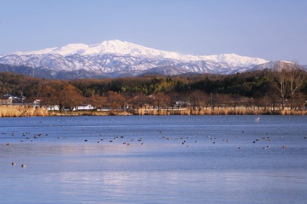 白山を望む木場潟