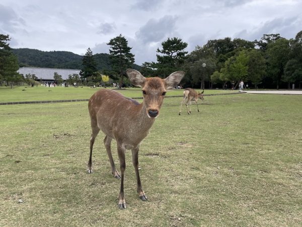 ノボテル奈良　観光　奈良公園